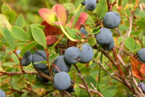 Alaska Wild Blueberries