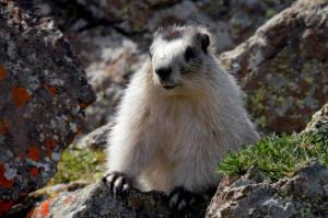 Alaska Wildlife