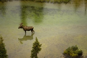 Alaska Moose in River 