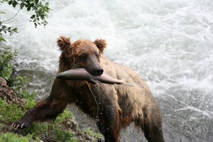 Alaska River Brown Bear Take Salmon    