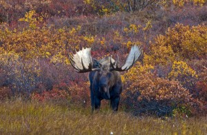 Alaskan Bull Moose    