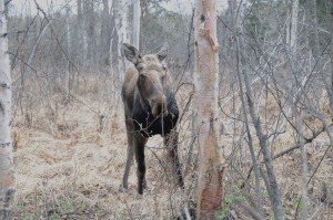 Moose  in Spring  